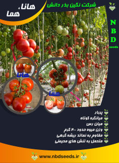 گوجه فرنگی گلخانه ای