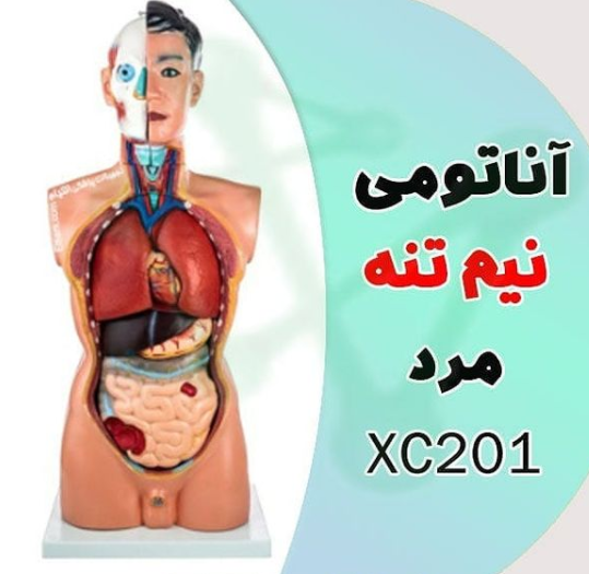 آناتومی نیم تنه مردXC201